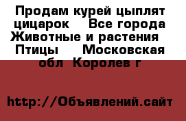 Продам курей цыплят,цицарок. - Все города Животные и растения » Птицы   . Московская обл.,Королев г.